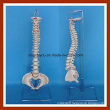 Classic Flexible Spine Model with Female Pelvis Skeleton Model